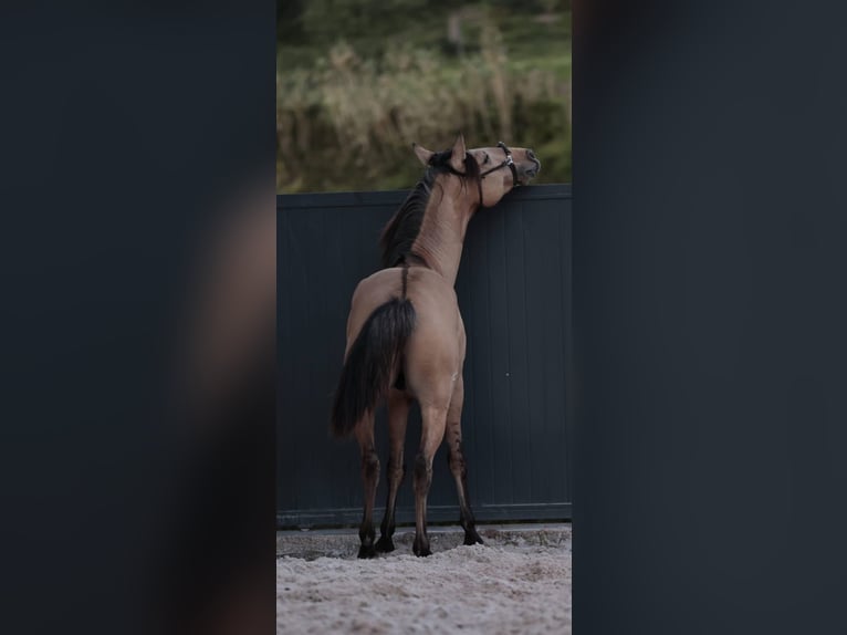 Lusitanos Semental 3 años 166 cm Bayo in Rio Maior