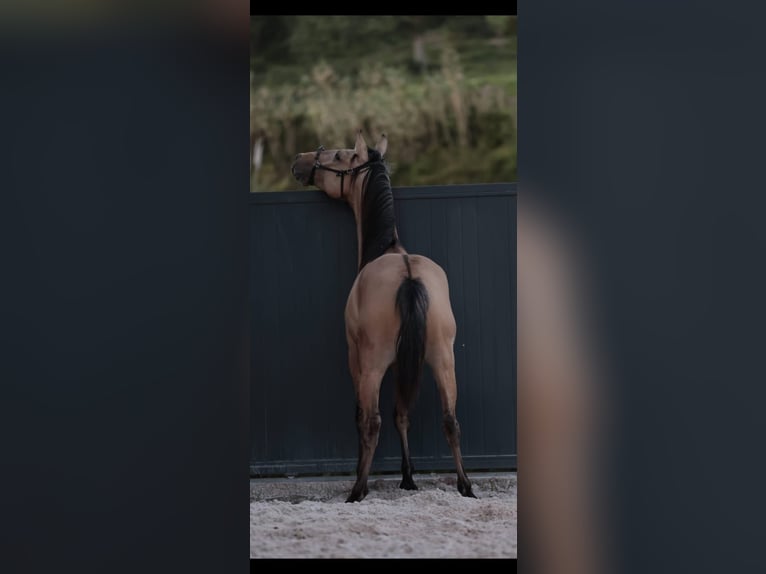Lusitanos Semental 3 años 166 cm Bayo in Rio Maior