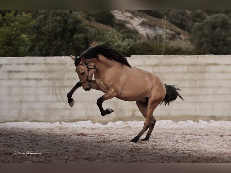 Lusitanos Semental 3 años 166 cm Bayo in Rio Maior