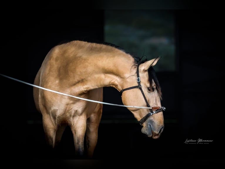Lusitanos Semental 3 años 166 cm Bayo in Rio Maior