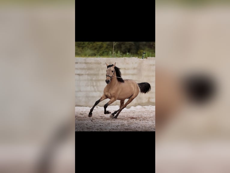 Lusitanos Semental 3 años 166 cm Bayo in Rio Maior