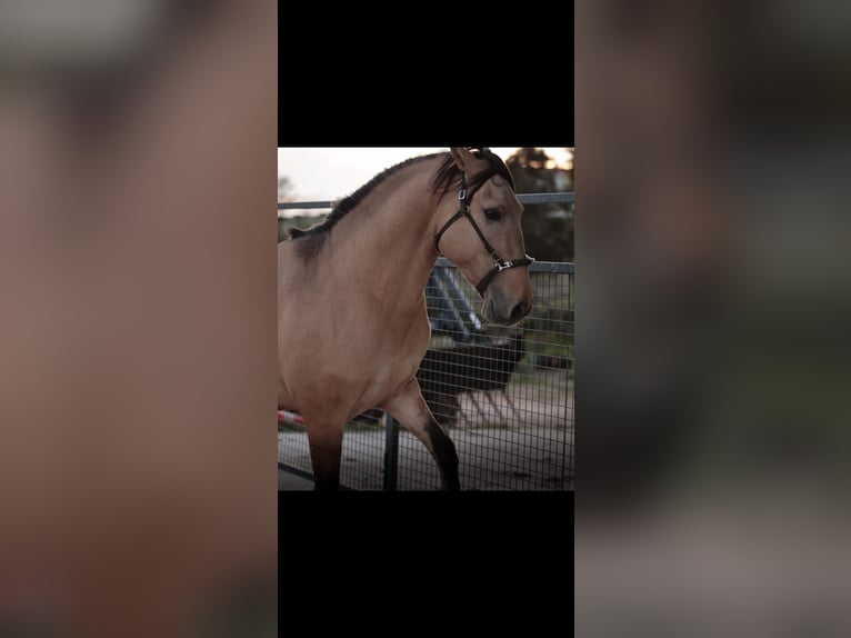 Lusitanos Semental 3 años 166 cm Bayo in Rio Maior