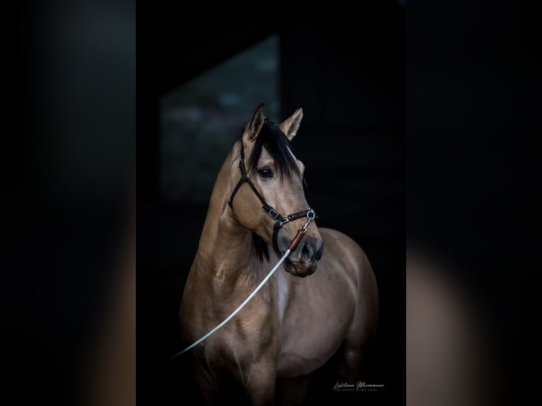 Lusitanos Semental 3 años 166 cm Bayo in Rio Maior