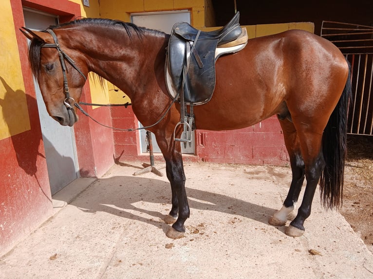 Lusitanos Semental 3 años 166 cm Castaño rojizo in Epila