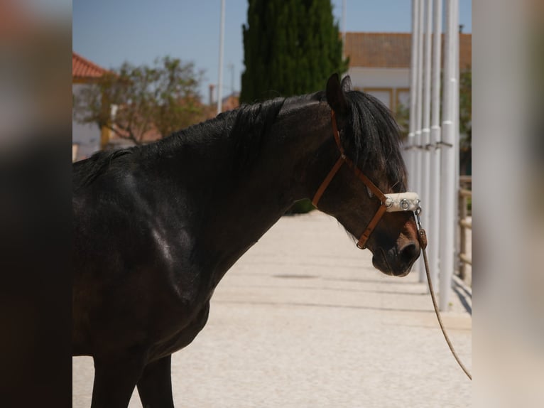Lusitanos Semental 3 años 166 cm Tordillo negro in Golega