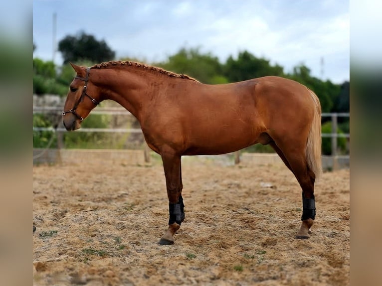Lusitanos Semental 3 años 168 cm Alazán-tostado in Almancil