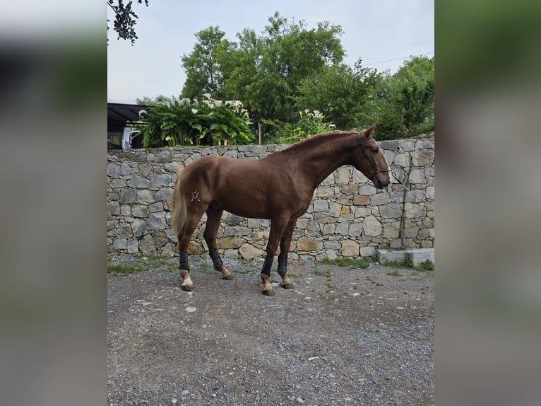 Lusitanos Semental 3 años 168 cm Alazán-tostado in Almancil