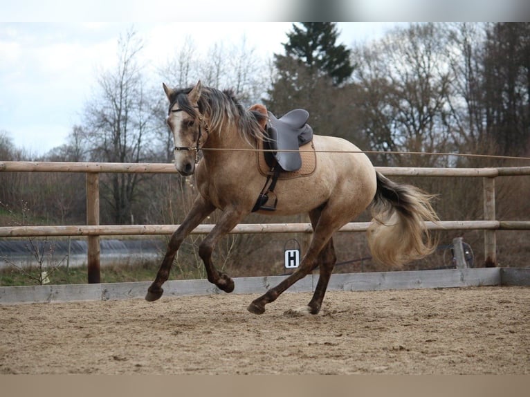 Lusitanos Semental 3 años 168 cm Tordo in Postfeld