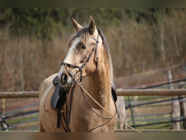 Lusitanos Semental 3 años 168 cm Tordo in Postfeld