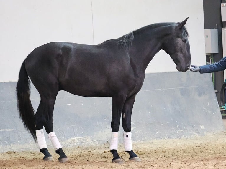 Lusitanos Semental 3 años 169 cm Tordo in Navas Del Madro&#xF1;o