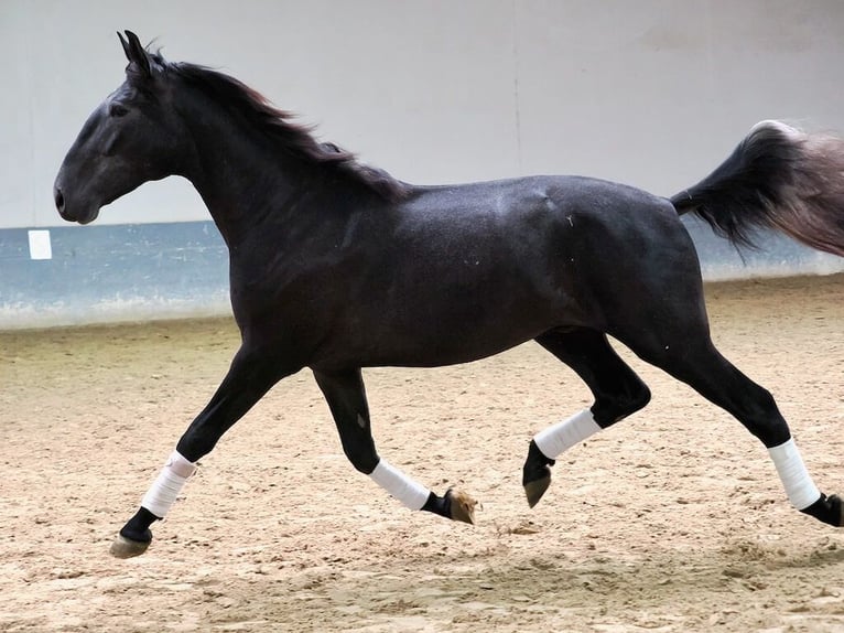 Lusitanos Semental 3 años 169 cm Tordo in Navas Del Madro&#xF1;o