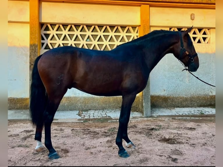 Lusitanos Semental 3 años 170 cm Castaño in Coudelaria