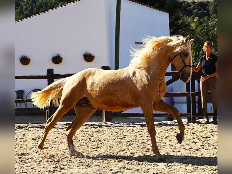 Lusitanos Semental 3 años 170 cm Palomino in Ribamar