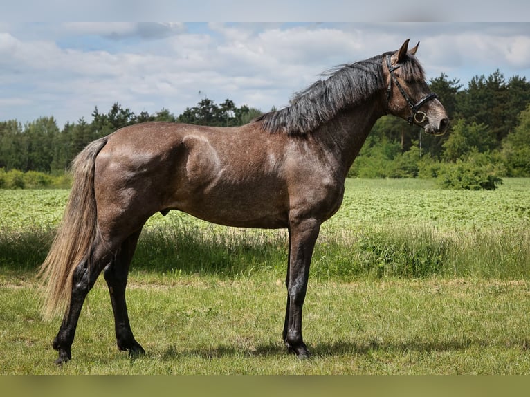 Lusitanos Mestizo Semental 3 años 170 cm Tordillo negro in Brandenburg an der Havel