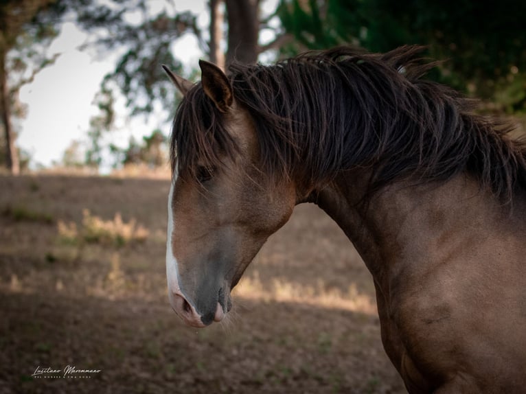 Lusitanos Semental 3 años 172 cm Buckskin/Bayo in Rio Maior