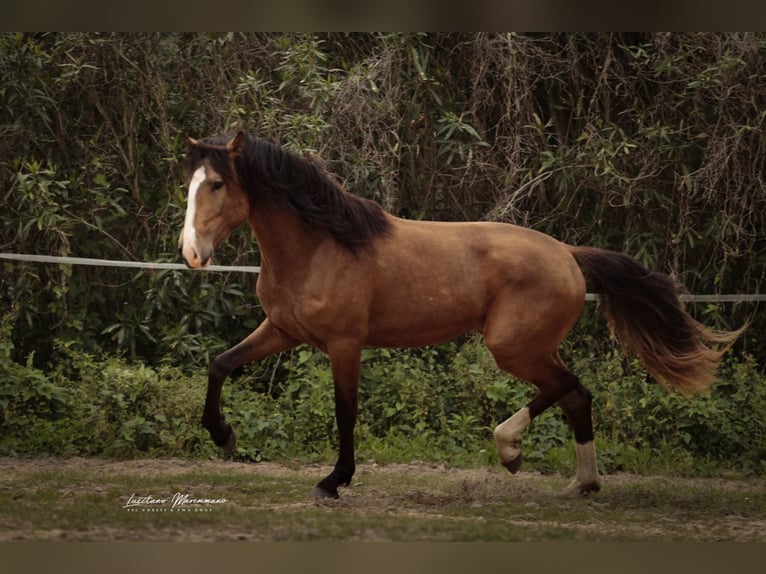 Lusitanos Semental 3 años 172 cm Buckskin/Bayo in Rio Maior