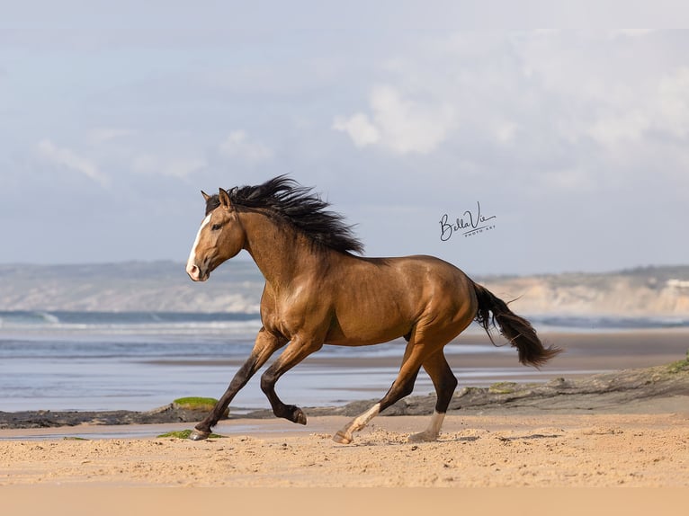 Lusitanos Semental 3 años 172 cm Buckskin/Bayo in Rio Maior