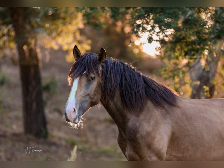 Lusitanos Semental 3 años 172 cm Buckskin/Bayo in Rio Maior