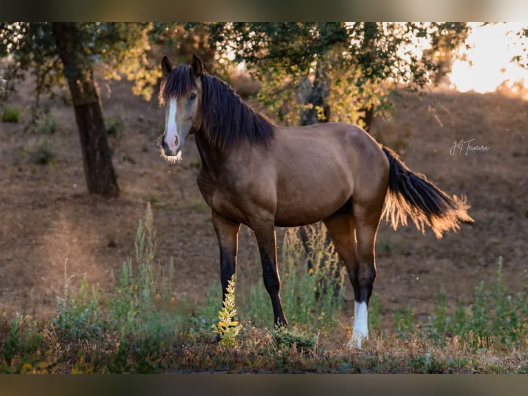 Lusitanos Semental 3 años 172 cm Buckskin/Bayo in Rio Maior
