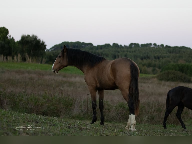 Lusitanos Semental 3 años 172 cm Buckskin/Bayo in Rio Maior