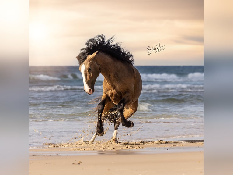 Lusitanos Semental 3 años 172 cm Buckskin/Bayo in Rio Maior