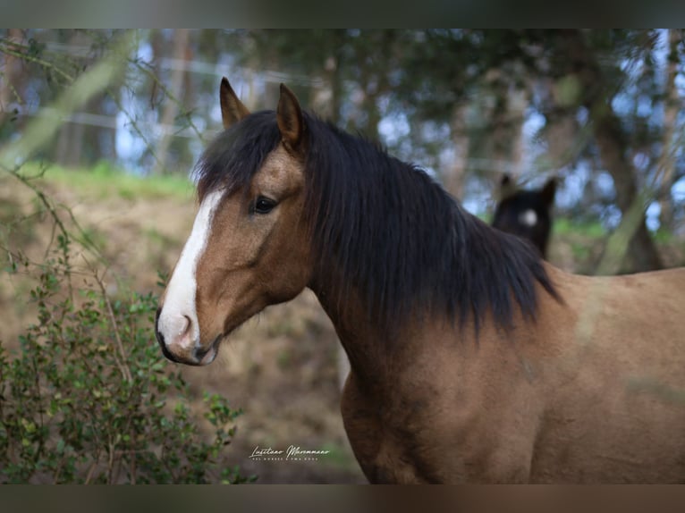 Lusitanos Semental 3 años 172 cm Buckskin/Bayo in Rio Maior