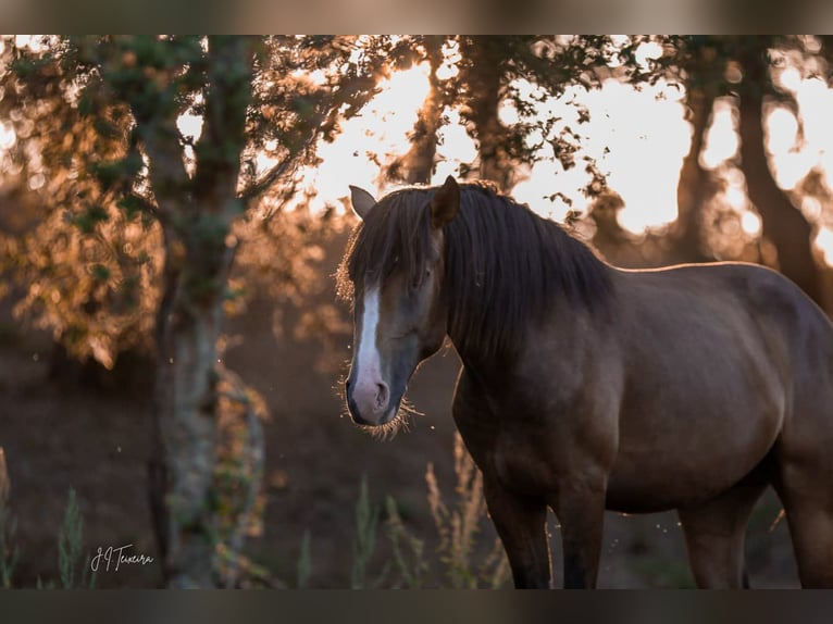Lusitanos Semental 3 años 172 cm Buckskin/Bayo in Rio Maior