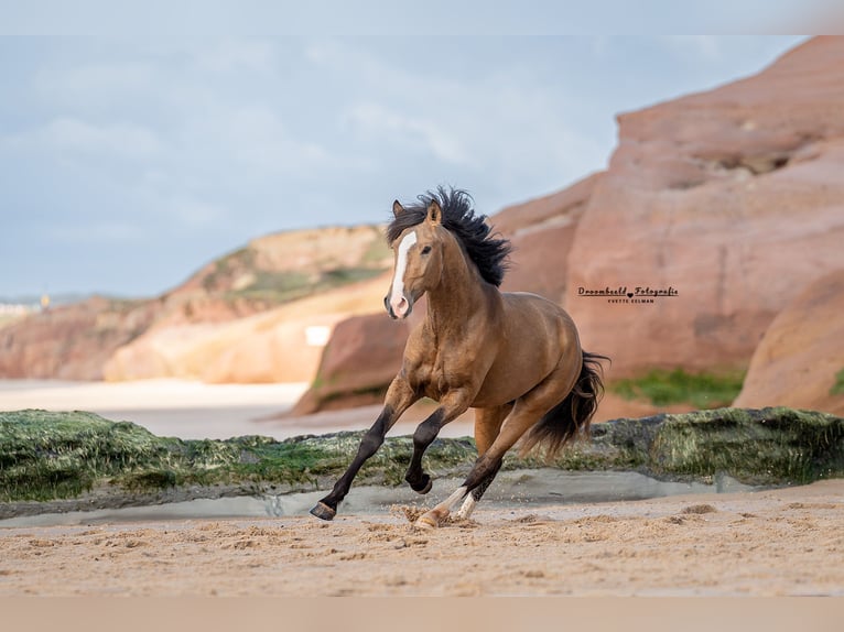 Lusitanos Semental 3 años 172 cm Buckskin/Bayo in Rio Maior