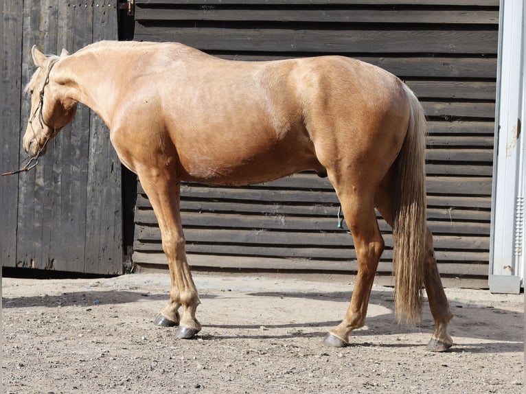 Lusitanos Mestizo Semental 3 años Perla in Miengo