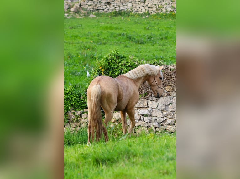 Lusitanos Mestizo Semental 3 años Perla in Miengo