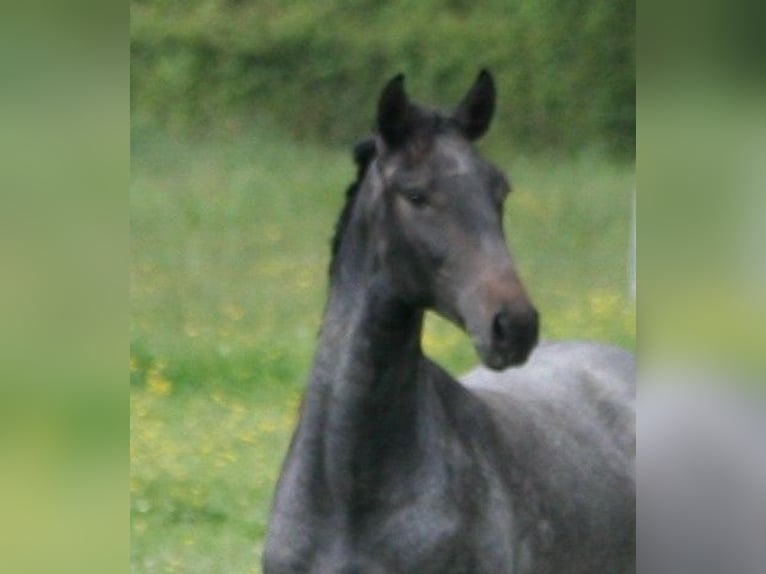 Lusitanos Semental 3 años Tordo in Saligny sur Roudon