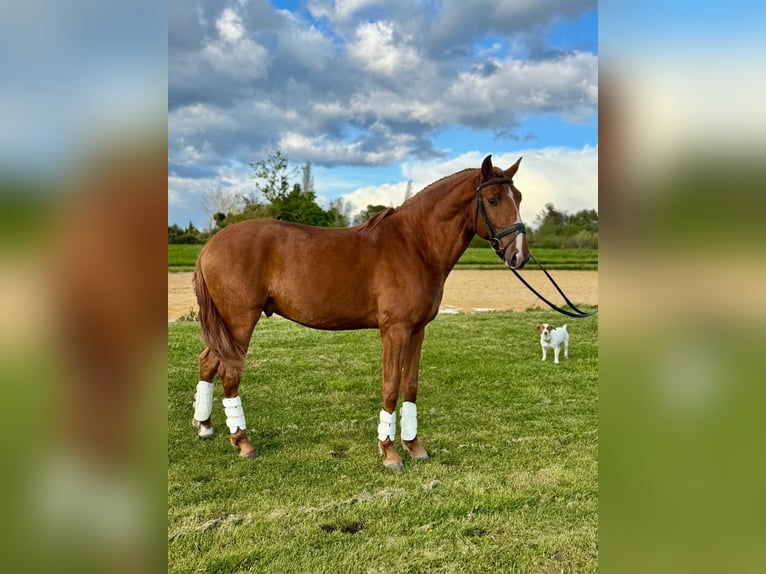 Lusitanos Semental 4 años 157 cm Alazán in Hamburg