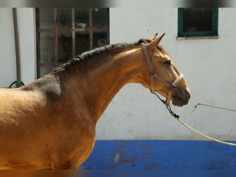 Lusitanos Semental 4 años 157 cm Buckskin/Bayo in Lisboa