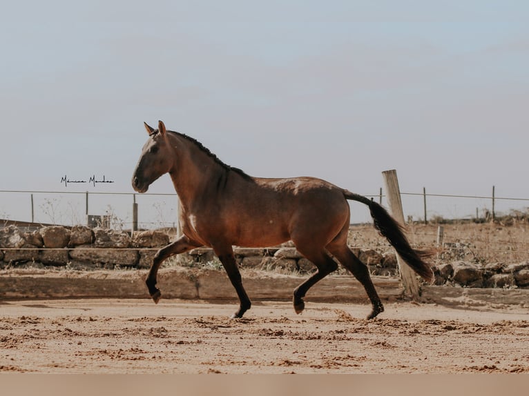 Lusitanos Semental 4 años 157 cm Grullo in Lissabon Lusitanos Semental 4 años 157 cm Grullo in Lissabon