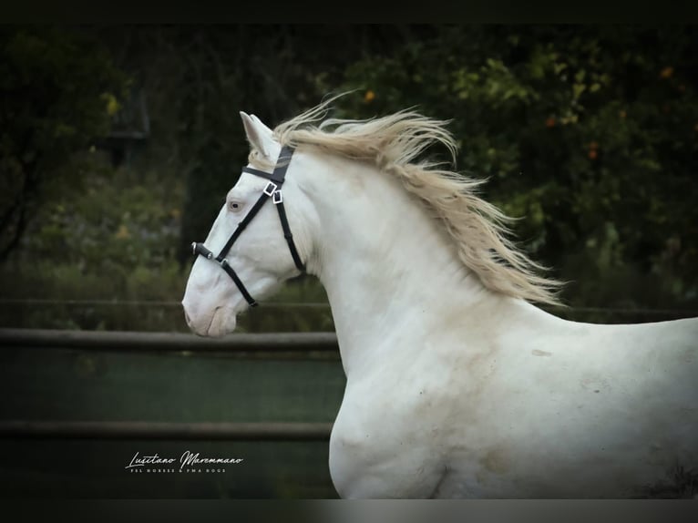 Lusitanos Semental 4 años 158 cm Cremello in RIO MAIOR
