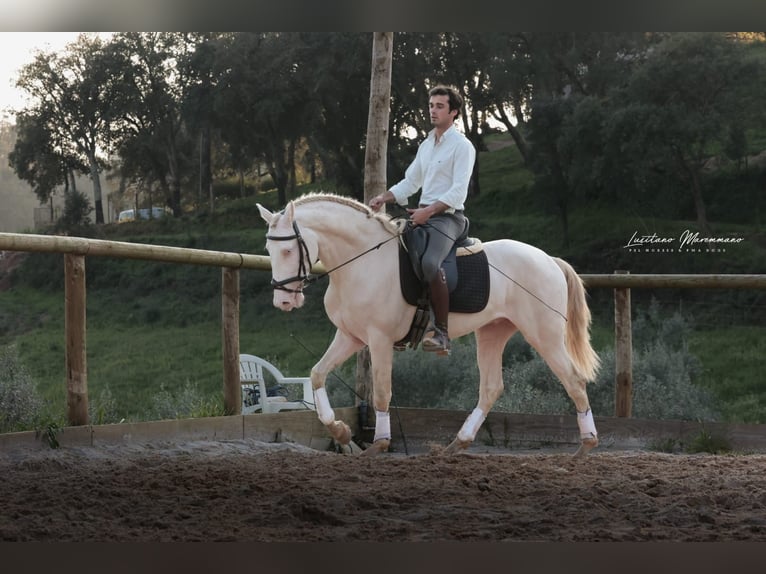 Lusitanos Semental 4 años 158 cm Cremello in RIO MAIOR