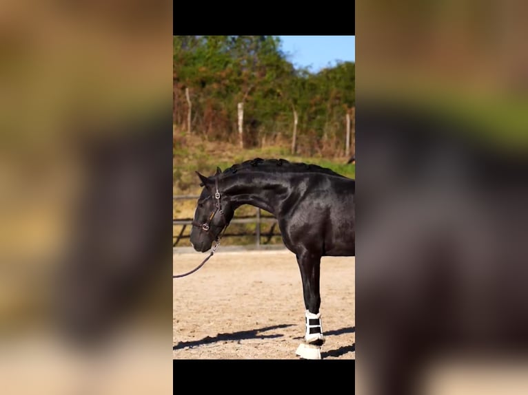 Lusitanos Semental 4 años 158 cm Negro in Bilbao