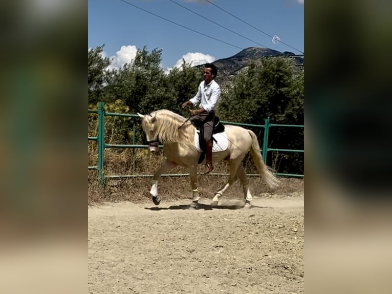 Lusitanos Mestizo Semental 4 años 160 cm Cremello in Campillo De Arenas