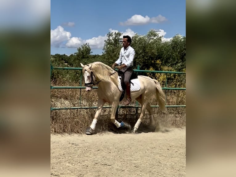 Lusitanos Mestizo Semental 4 años 160 cm Cremello in Campillo De Arenas