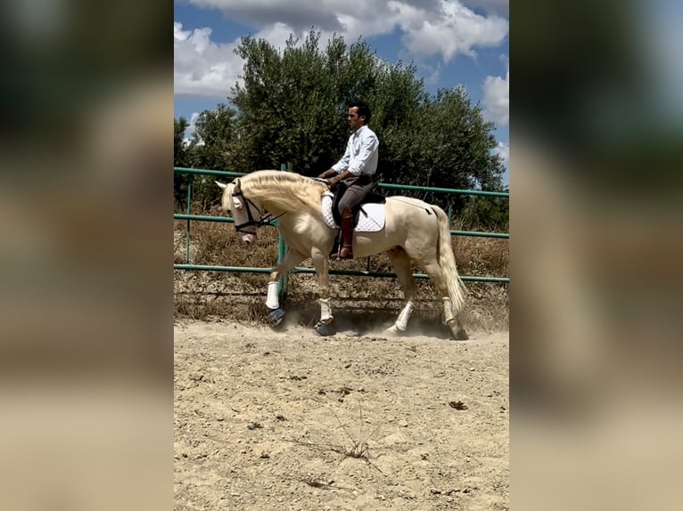 Lusitanos Mestizo Semental 4 años 160 cm Cremello in Campillo De Arenas