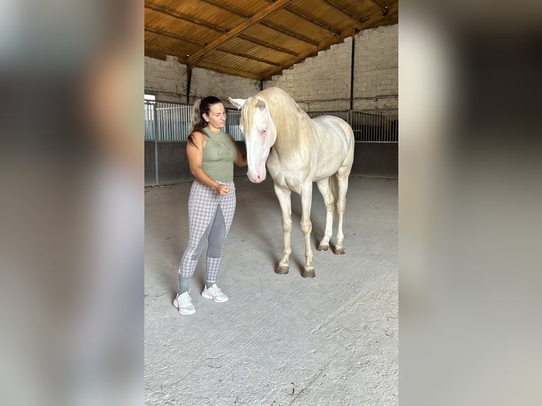 Lusitanos Mestizo Semental 4 años 160 cm Cremello in Campillo De Arenas