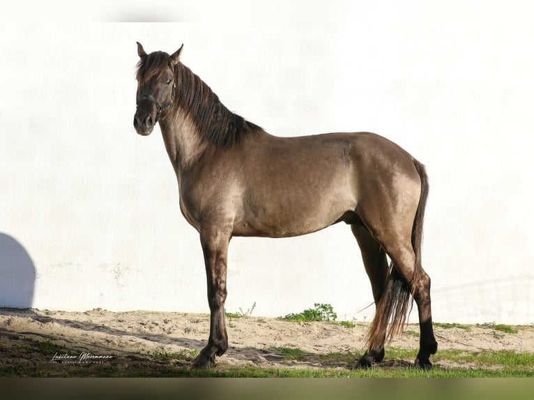 Lusitanos Mestizo Semental 4 años 160 cm Grullo in Rio-Maior