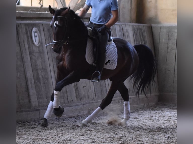 Lusitanos Semental 4 años 161 cm Castaño in Mallorca