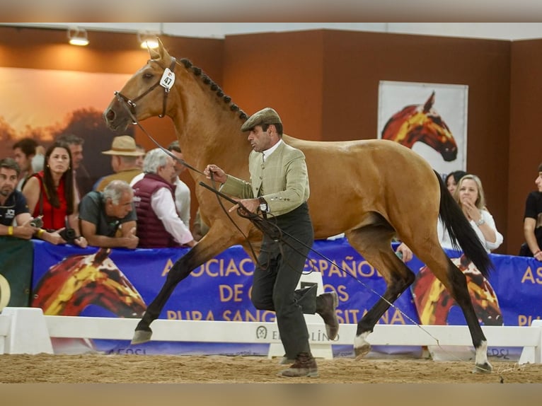 Lusitanos Semental 4 años 162 cm Bayo in Espirdo