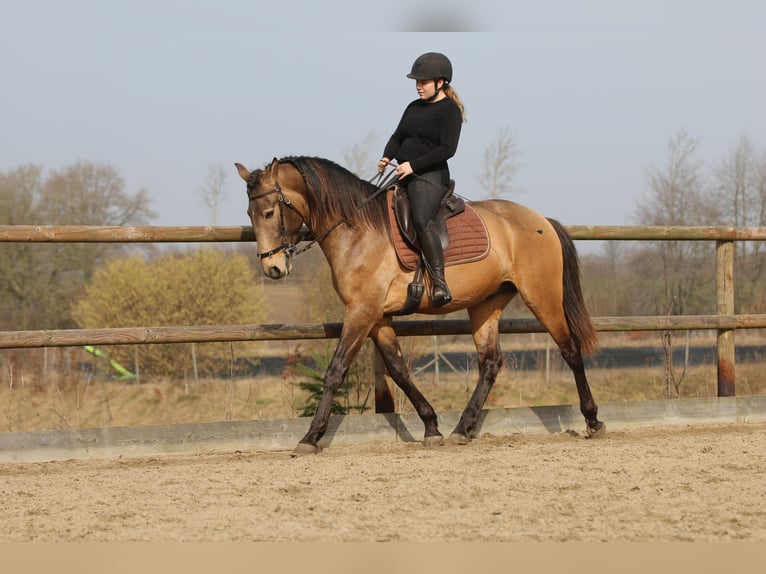 Lusitanos Semental 4 años 162 cm Buckskin/Bayo in Postfeld