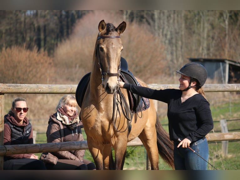 Lusitanos Semental 4 años 162 cm Buckskin/Bayo in Postfeld