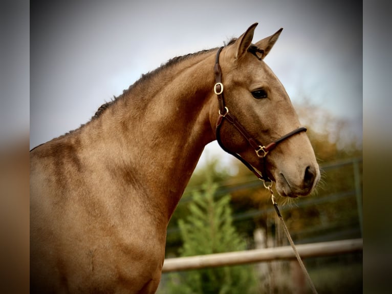 Lusitanos Semental 4 años 162 cm Buckskin/Bayo in Postfeld