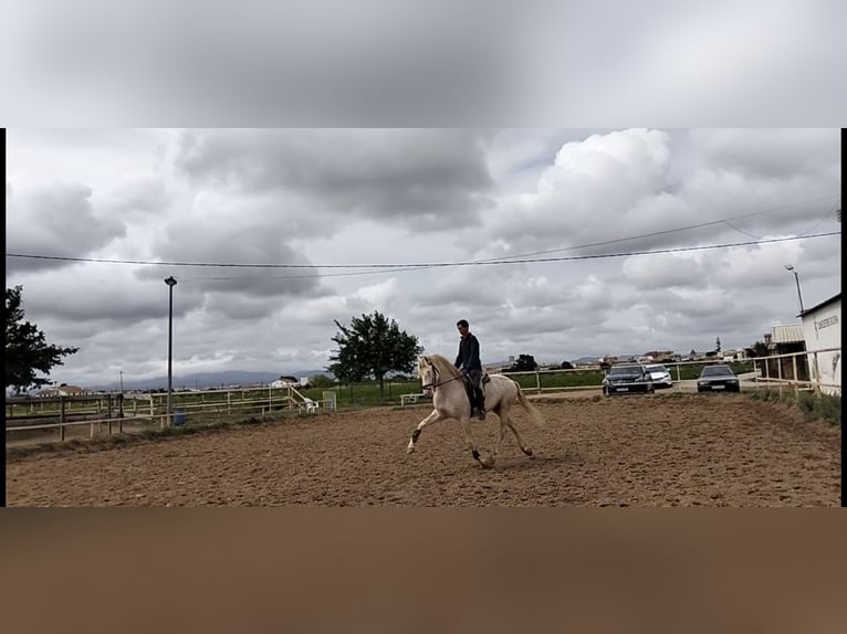 Lusitanos Semental 4 años 162 cm Cremello in Llombai