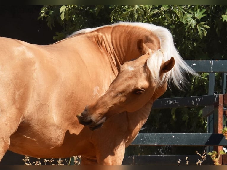 Lusitanos Semental 4 años 162 cm Palomino in Provinz Malaga