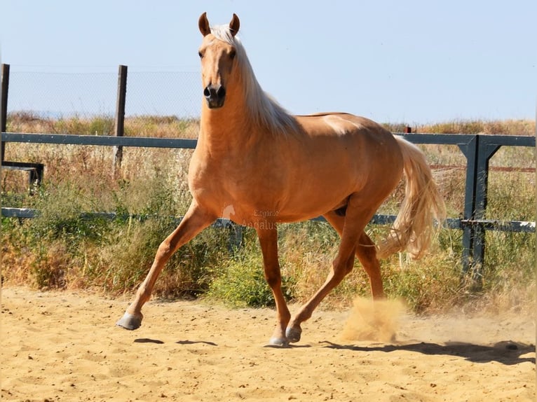 Lusitanos Semental 4 años 162 cm Palomino in Provinz Malaga